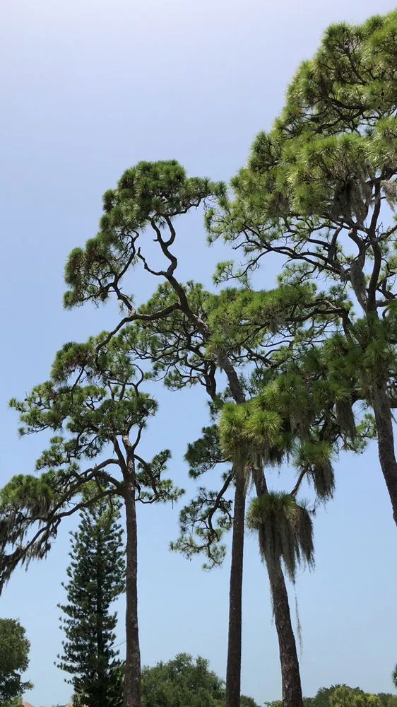 Expert yard cleanup service in Sarasota, FL by Jason & Sons Countreewide Tree Service