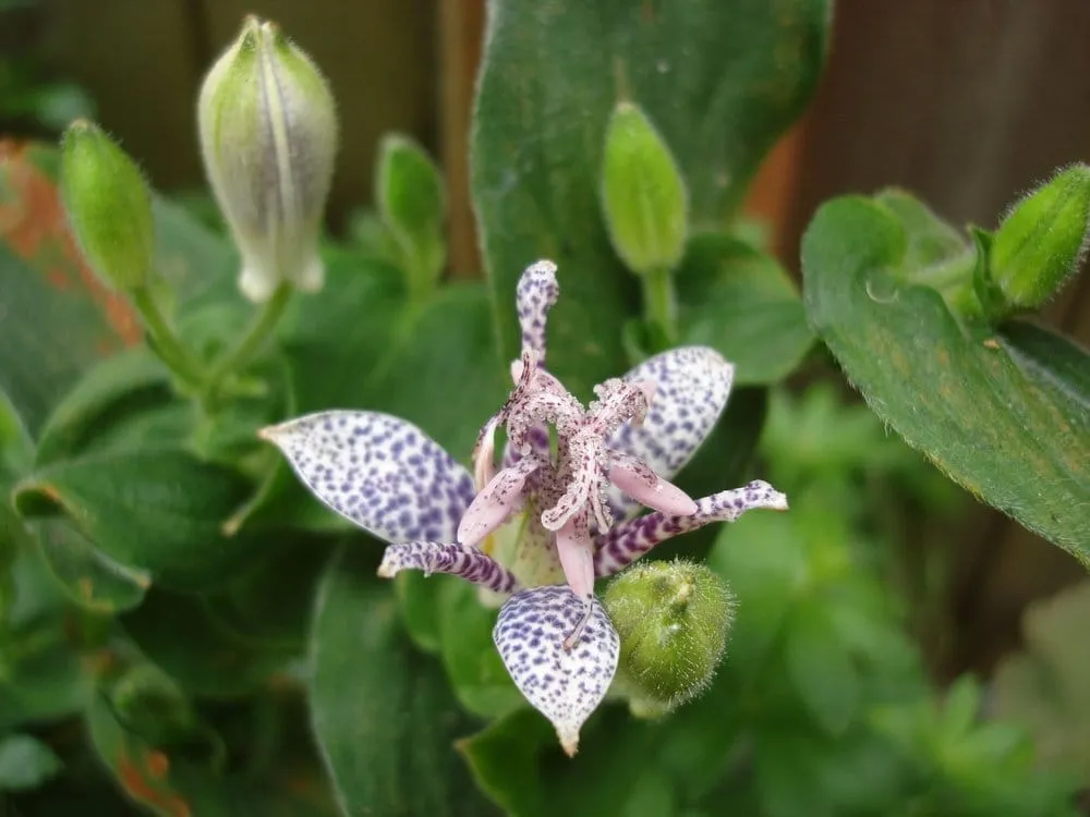 Affordable landscaping services for homes in Seattle, WA by Jason Kibbey Design & Landscape