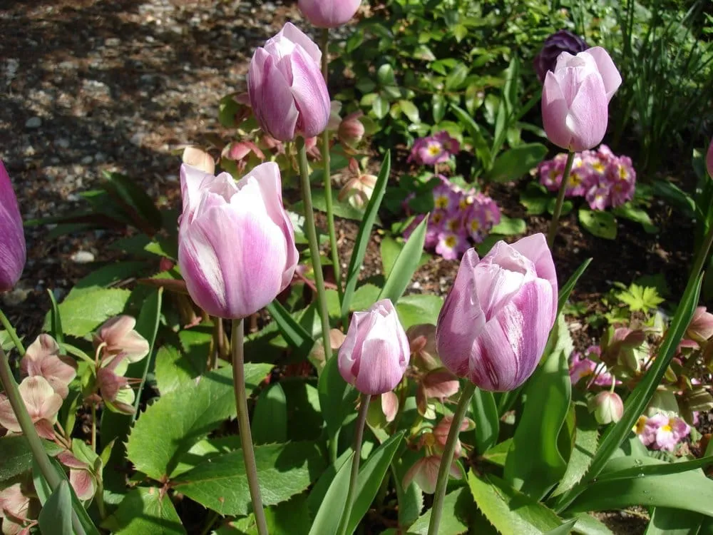 Expert lawn mowing service experts serving Seattle, WA - Jason Kibbey Design & Landscape