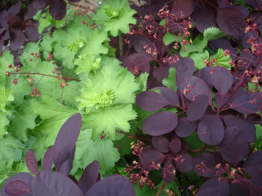 Affordable garden landscaping for homes in Seattle, WA by Jason Kibbey Design & Landscape