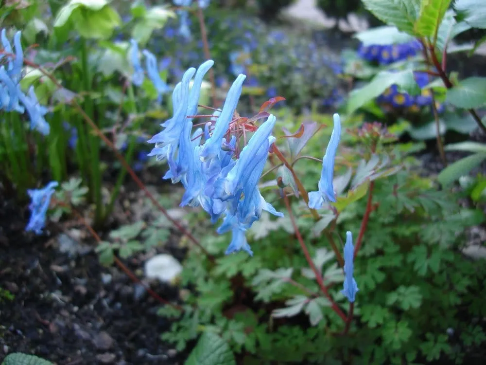 Custom landscaping services in Seattle, WA by Jason Kibbey Design & Landscape