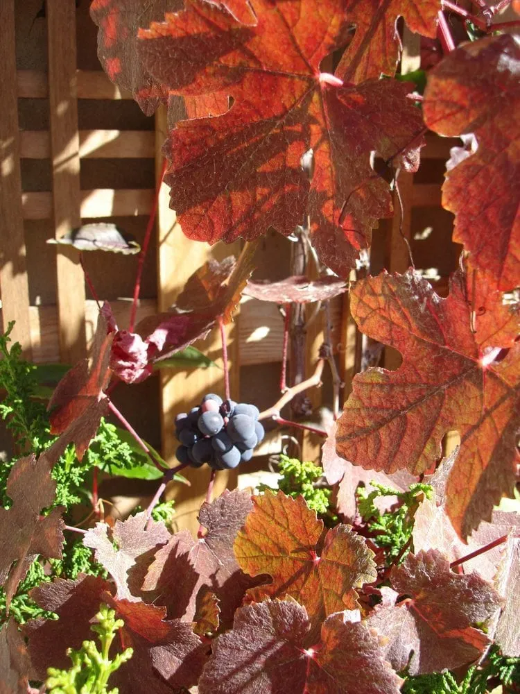 Trusted outdoor landscaping in Seattle, WA - Jason Kibbey Design & Landscape