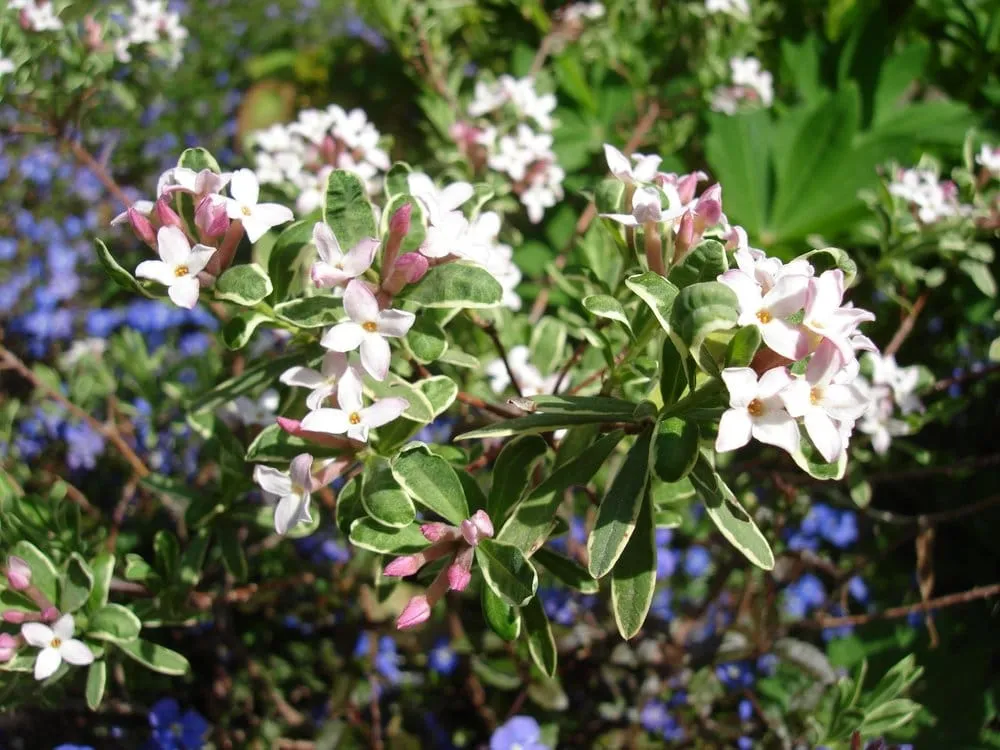 Top-rated yard maintenance with custom design in Seattle, WA by Jason Kibbey Design & Landscape