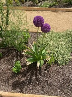 Jason Walton Lawn Care