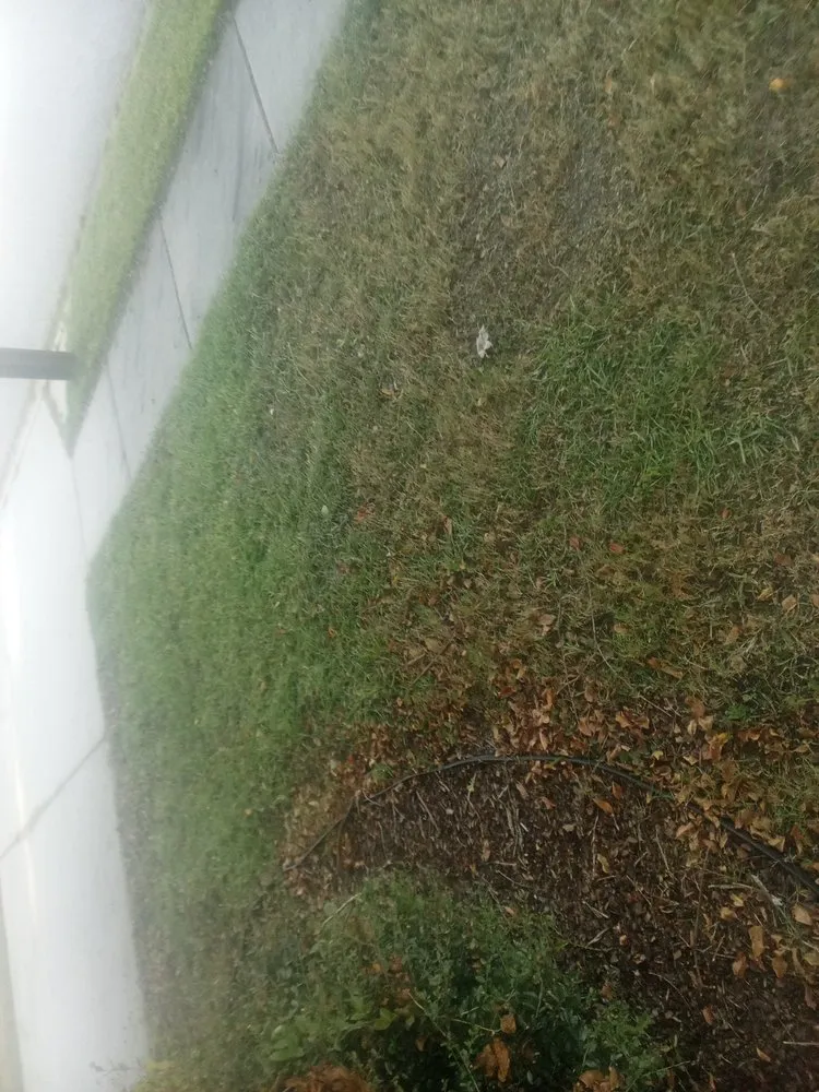 Expert landscaping services for year-round maintenance in Columbia, SC by Jason's Handy Service