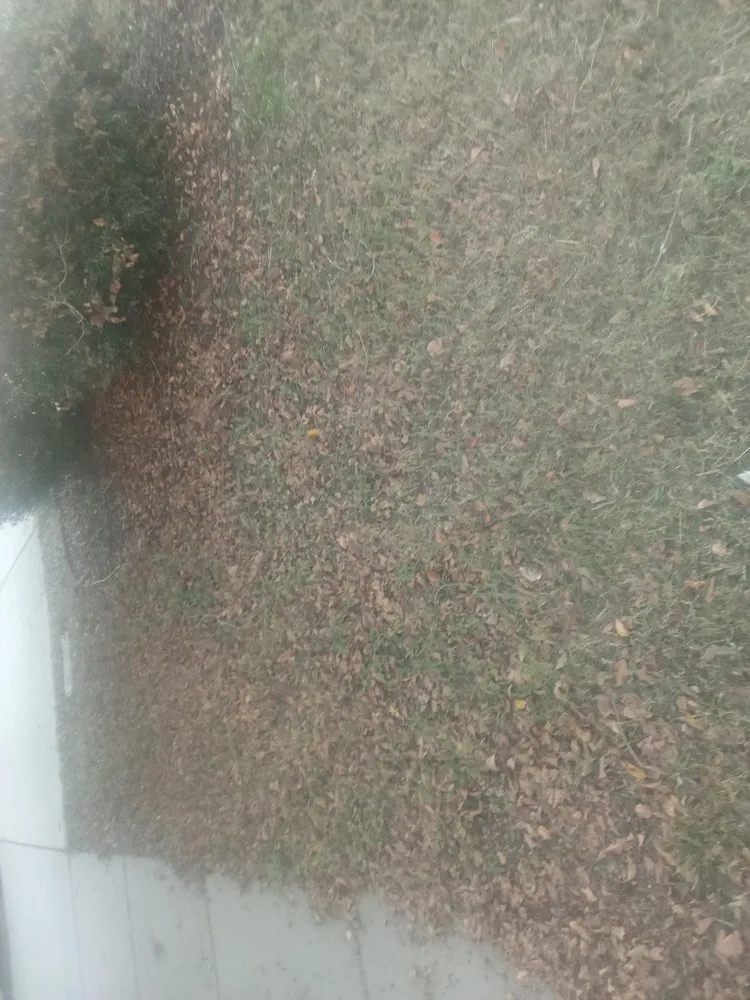 Custom lawn care service in Columbia, SC - Jason's Handy Service