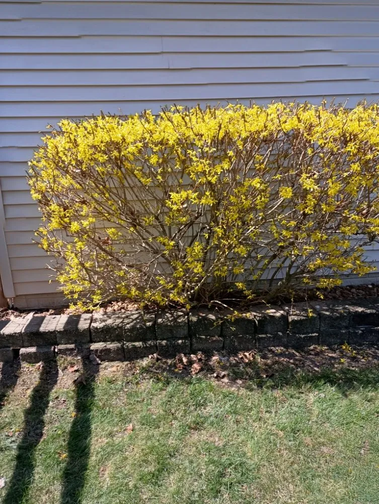 Top-rated residential landscaping in Lambertville, MI - Jason's Lawn Care Handyman Service