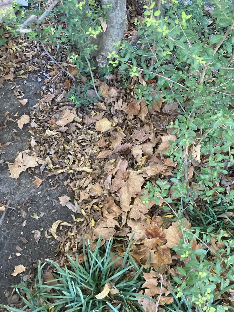 Trusted lawn care service for beautiful yards in Itasca, TX by Jason's Lawn Service