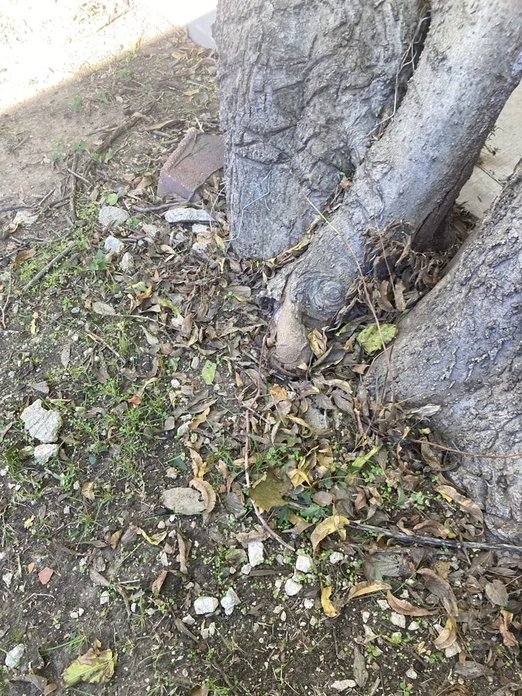 Reliable landscape design experts serving Itasca, TX - Jason's Lawn Service