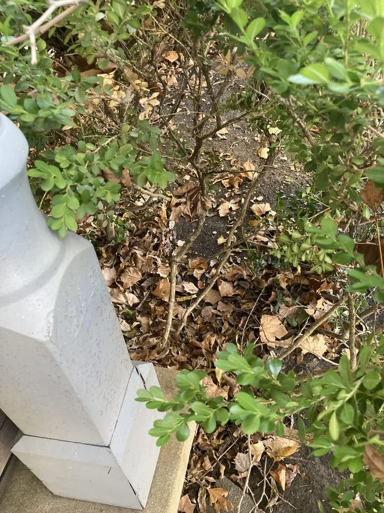 Expert residential landscaping in Itasca, TX by Jason's Lawn Service