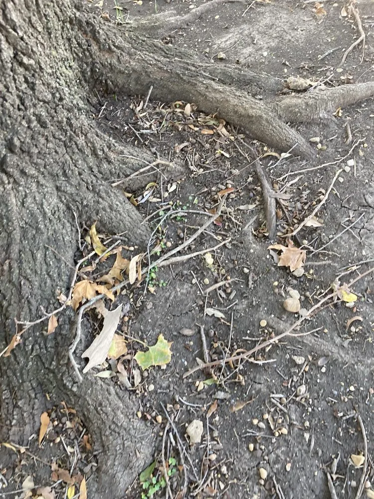 Expert landscape design near you in Itasca, TX by Jason's Lawn Service