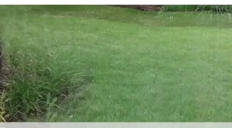 Local lawn care service in Baton Rouge, LA by Jason’s Total Lawn Care