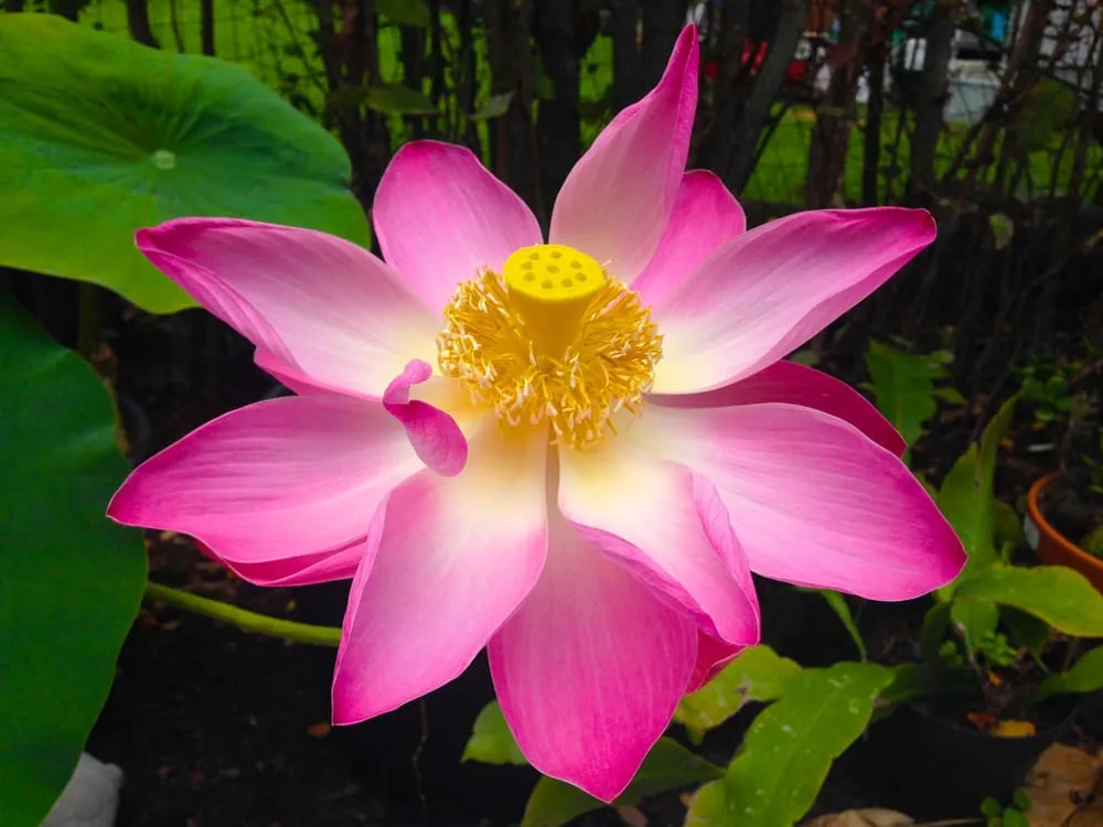 Reliable residential landscaping in Kailua-Kona, HI by Jason's Watergardens