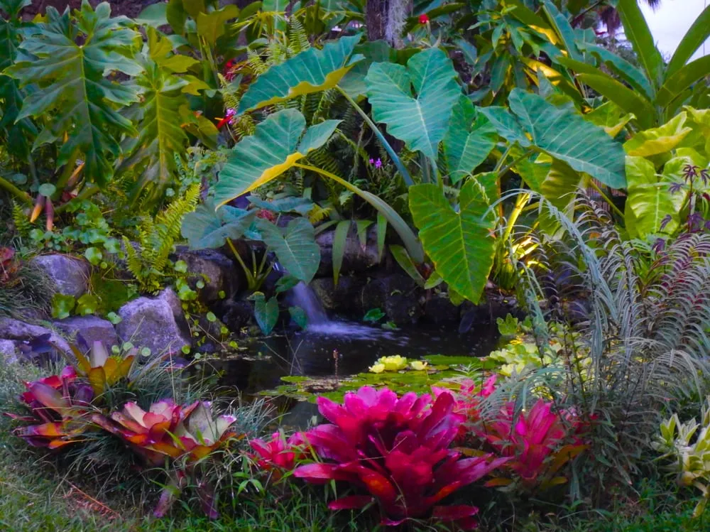 Expert yard cleanup service in Kailua-Kona, HI by Jason's Watergardens