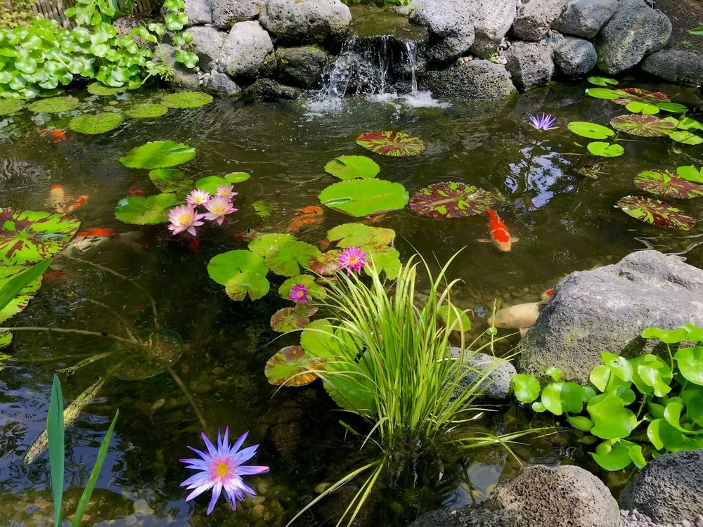 Trusted outdoor landscaping for beautiful yards in Kailua-Kona, HI by Jason's Watergardens