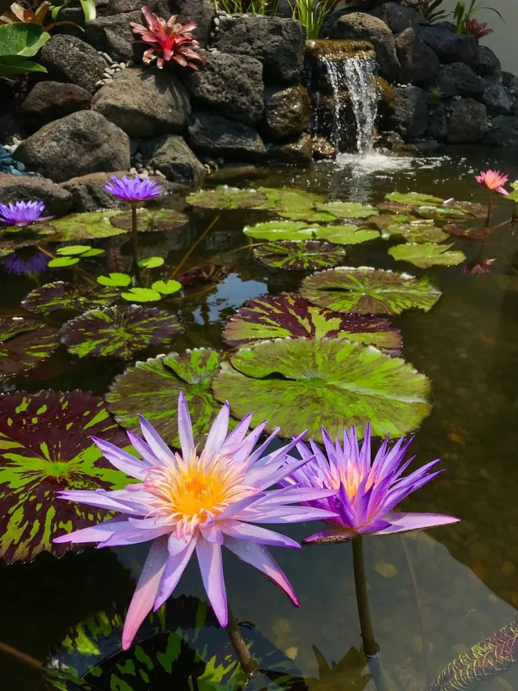 Affordable residential landscaping in Kailua-Kona, HI by Jason's Watergardens