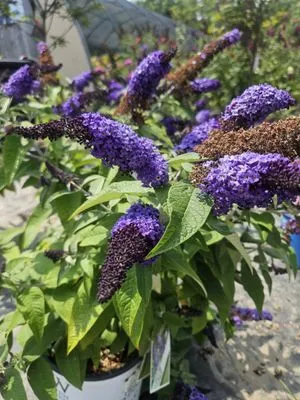 Jasper Gardening Service