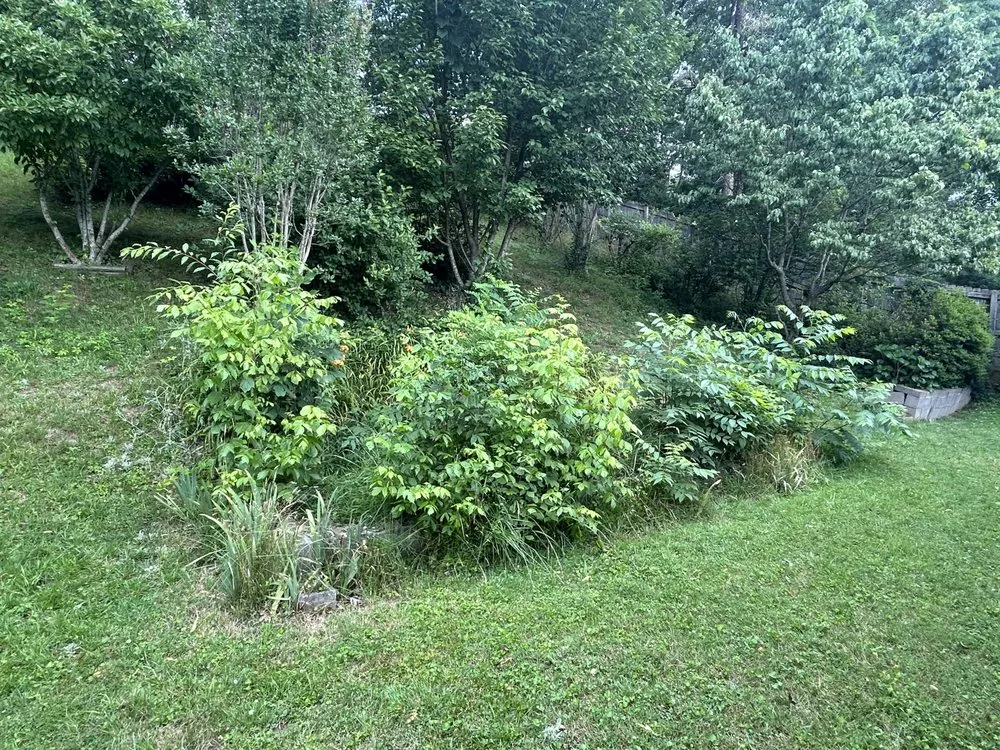 Reliable residential landscaping for homes across Asheville, NC - Jasper’s Mark Lawn Care