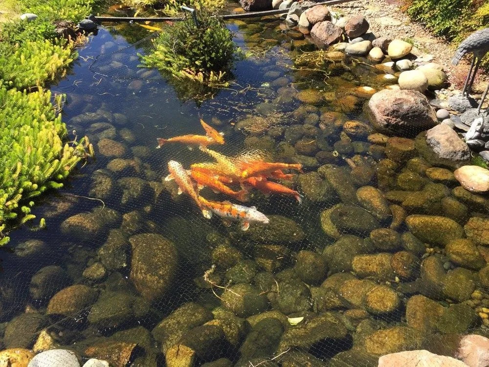 Custom lawn care service with custom design in Antelope, CA by Jass Gardening