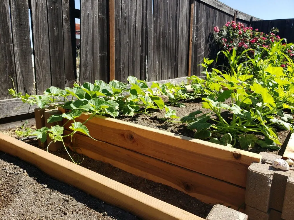 Affordable landscape design experts serving Antelope, CA - Jass Gardening