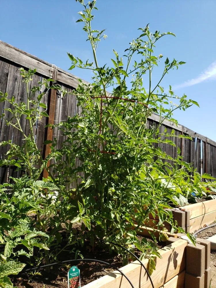 Expert lawn care service with custom design in Antelope, CA by Jass Gardening