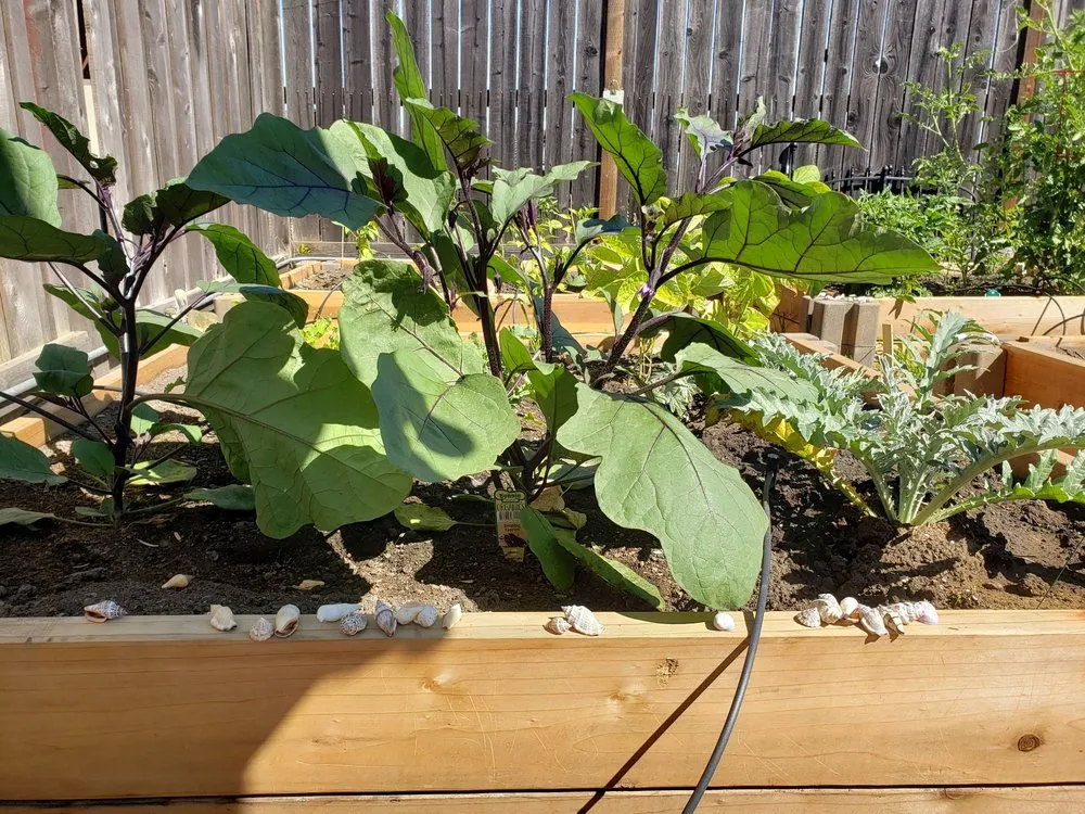 Local landscaping services for residential properties in Antelope, CA by Jass Gardening