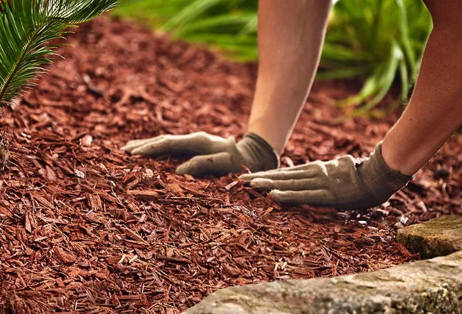 Professional yard cleanup service experts serving Trenton, NJ - Jass Lawn Service