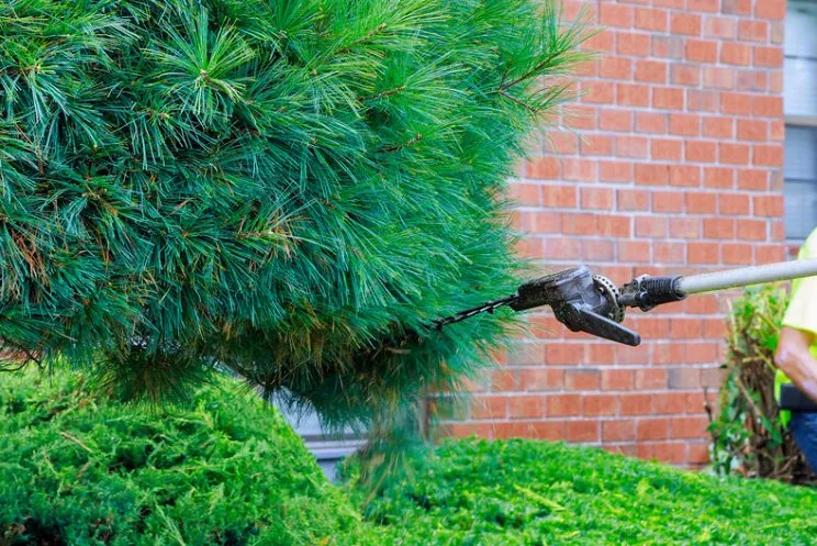 Professional lawn care service with custom design in Trenton, NJ by Jass Lawn Service