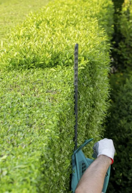 Reliable yard maintenance in Trenton, NJ - Jass Lawn Service