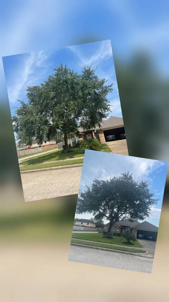 Professional yard maintenance in Pasadena, TX by Jasso Tree Trimming