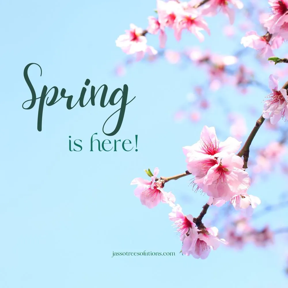 Professional landscape design in Pasadena, TX - Jasso Tree Trimming