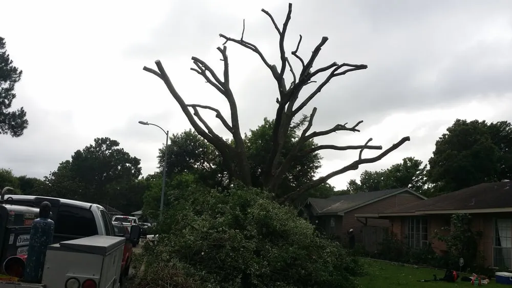 Expert landscape installation for beautiful yards across Pasadena, TX - Jasso Tree Trimming