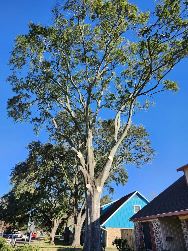 Custom landscaping services in Pasadena, TX - Jasso Tree Trimming