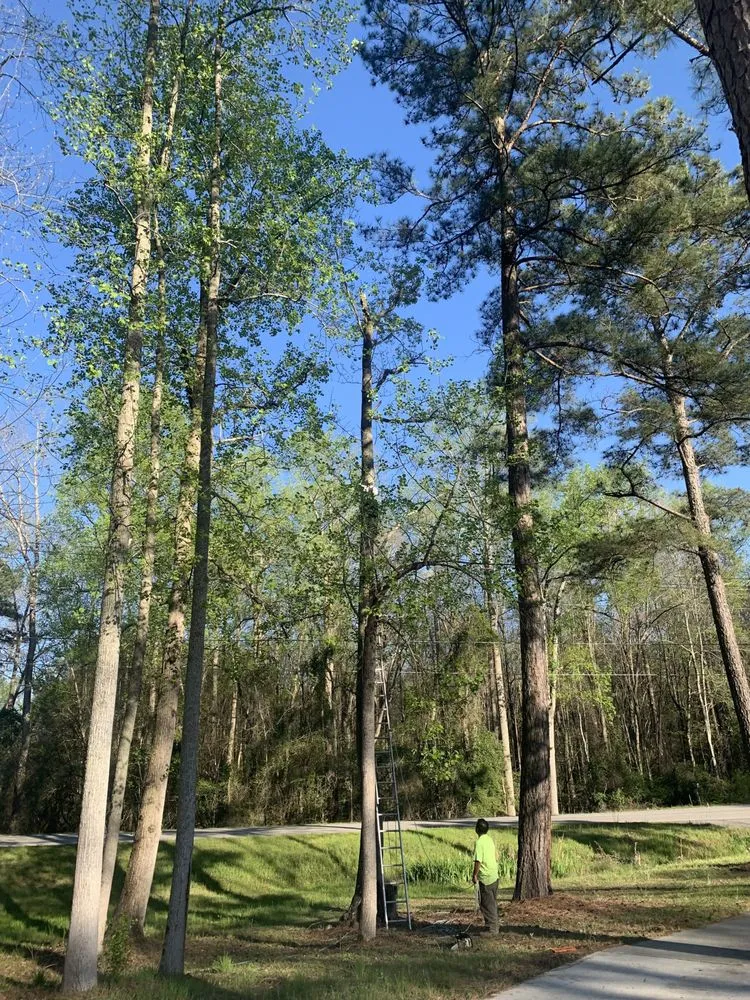 Trusted yard maintenance in Cassatt, SC by Jaurez Lawn & Tree Services