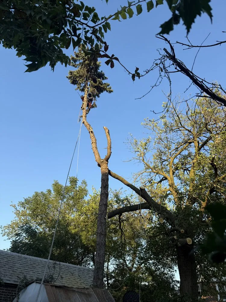 Top-rated yard cleanup service in Woodmere, NY by Javac Brothers