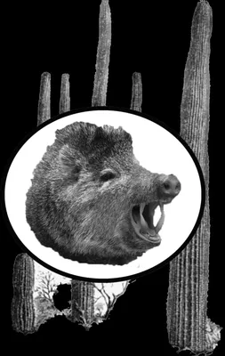 Javelina Lawn And Landscaping Logo