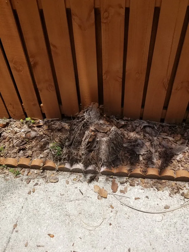 Affordable yard cleanup service in Homestead, FL by Javes & W Tree Services