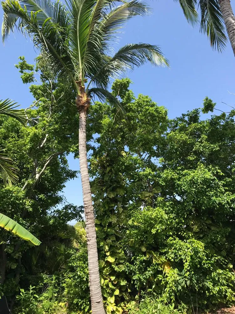 Local lawn care service in Homestead, FL - Javes & W Tree Services