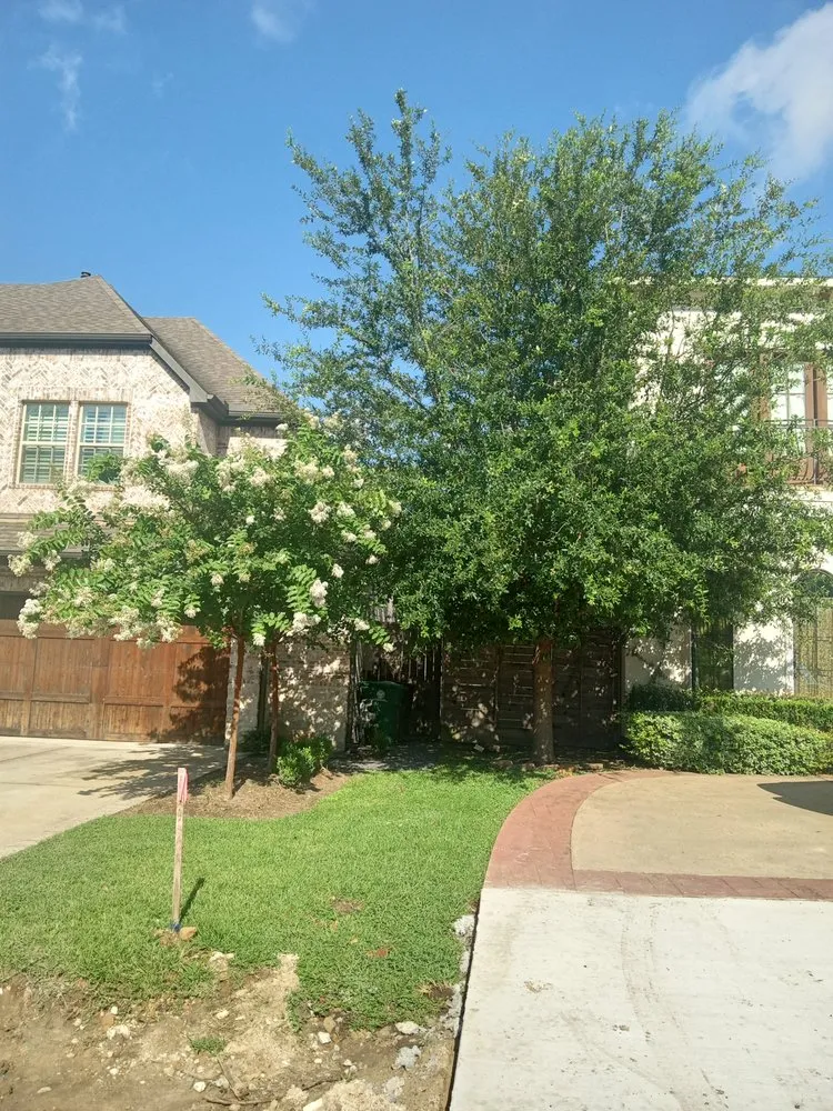 Professional landscape design for beautiful yards in Cypress, TX by Javi Green Landscaping Service