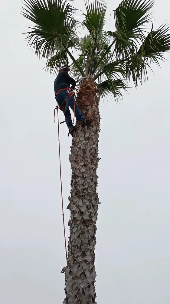 Expert residential landscaping in Camp Pendleton North, CA - Javier Landscaping Cutting Trees Consction Cleaning
