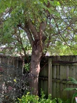 Professional yard cleanup service for year-round maintenance in Miami, FL by Javier Landscaping