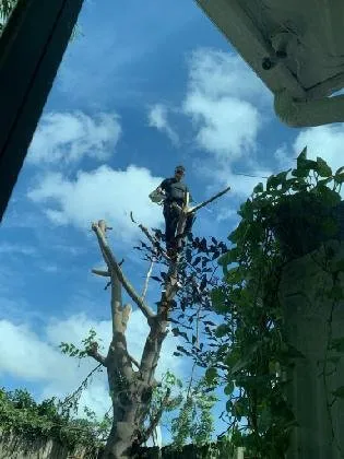 Top-rated yard maintenance in Miami, FL - Javier Landscaping