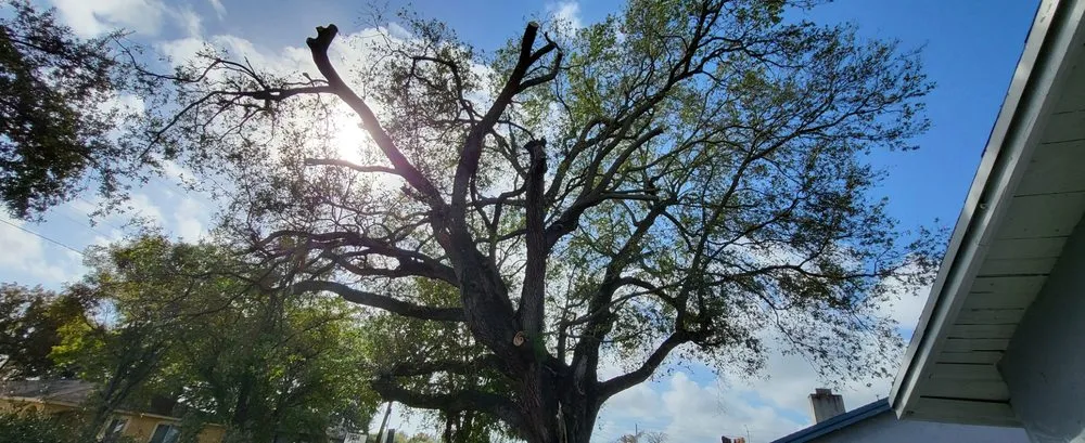 Reliable landscape installation for outdoor upgrades in Miami, FL by Javier Landscaping