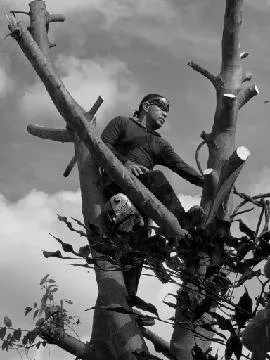 Expert outdoor landscaping experts serving Miami, FL - Javier Landscaping