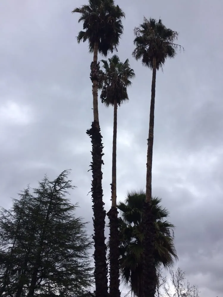 Trusted lawn care service experts serving Santa Clara, CA - Javier Luna Landscaping