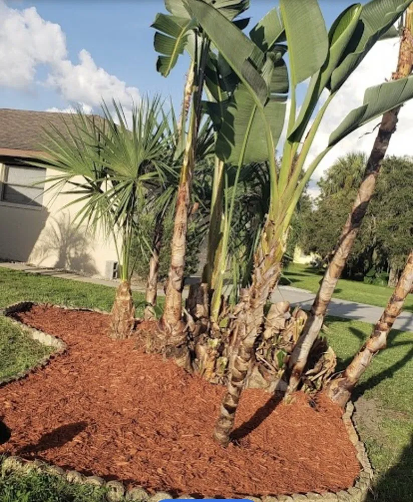 Local yard cleanup service experts serving North Port, FL - Javier martinez tree service