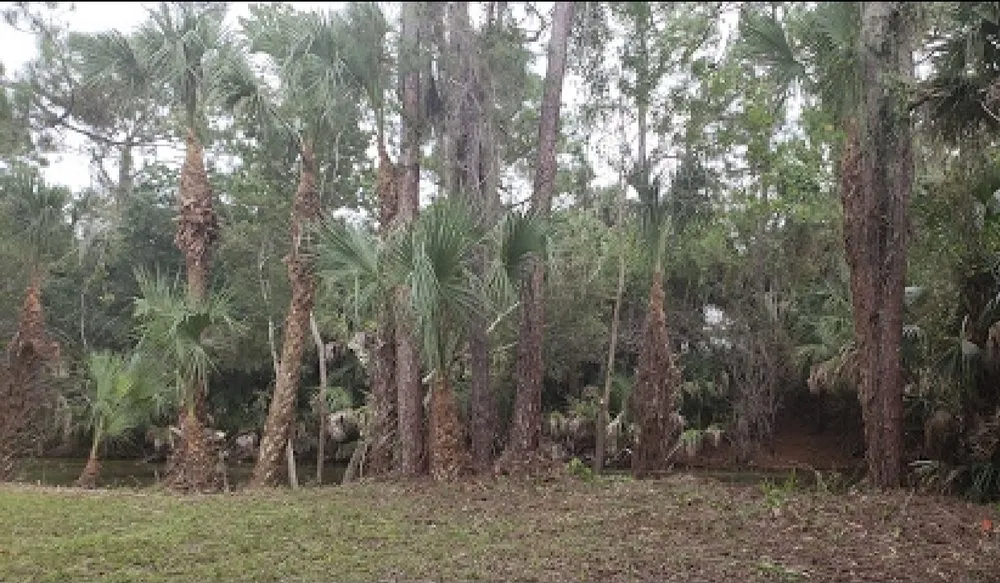 Affordable outdoor landscaping for homes in North Port, FL by Javier martinez tree service