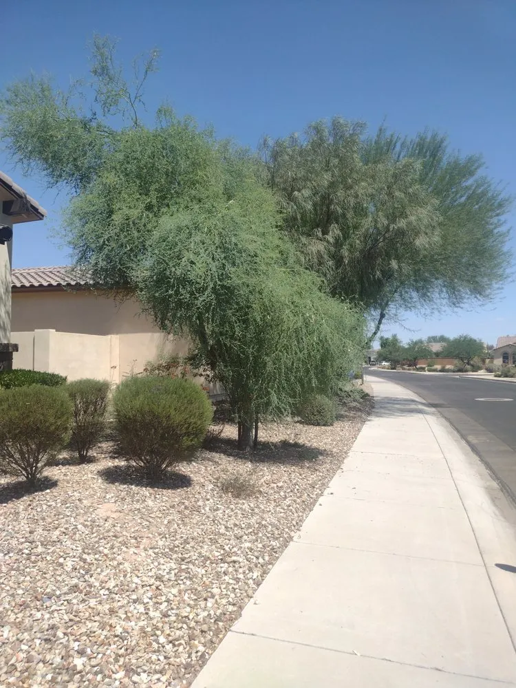 Trusted yard cleanup service in Tolleson, AZ by Javier Services