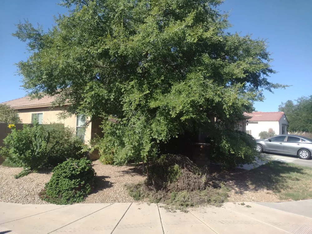 Professional landscaping services in Tolleson, AZ by Javier Services