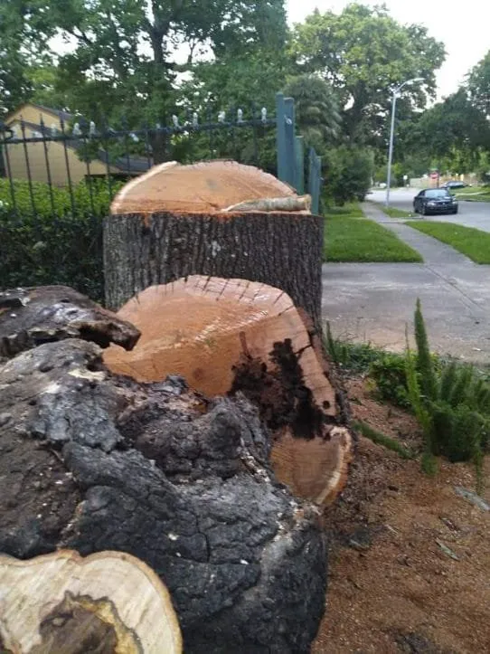 Local yard cleanup service for outdoor upgrades in Hollywood, FL by Javier Tree & Garden